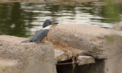 Megaceryle torquata torquata