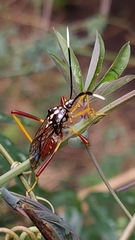 Holhymenia histrio