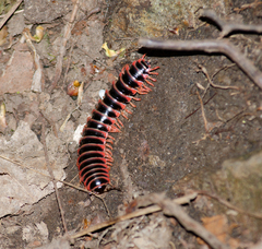 Apheloriini