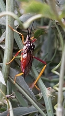 Holhymenia histrio