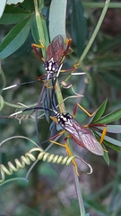 Holhymenia histrio