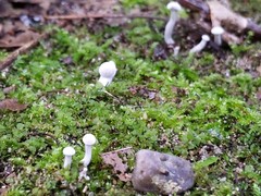Hypomyces papulasporae