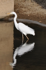 Ardea alba