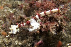 Idiotropiscis lumnitzeri