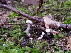Hypomyces papulasporae