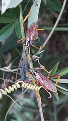 Holhymenia histrio