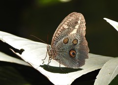 Dasyophthalma creusa