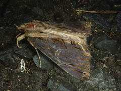 Ercheia umbrosa