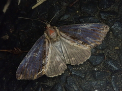 Ercheia umbrosa
