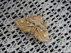 Paracymoriza prodigalis