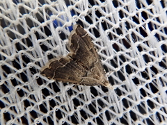 Sufetula sunidesalis