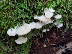 Clitocybula abundans