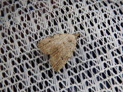 Neachrostia bipuncta