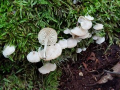 Clitocybula abundans