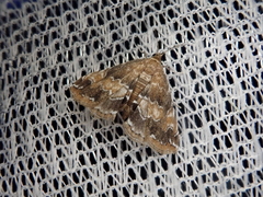 Elophila turbata