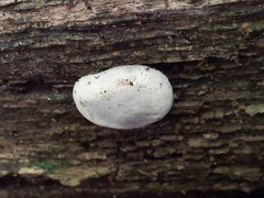 Camarops petersii