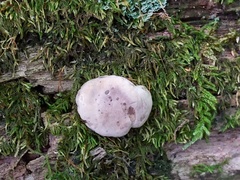 Camarops petersii