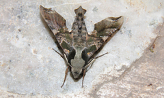 Callionima grisescens