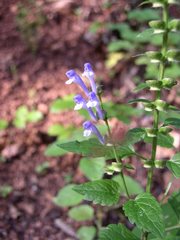 Scutellaria altissima