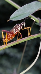 Holhymenia histrio