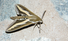 Hyles euphorbiarum