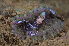 Stichodactyla tapetum