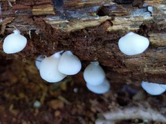 Crepidotus stipitatus