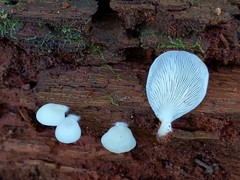 Crepidotus stipitatus