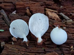 Crepidotus stipitatus