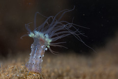Alicia pretiosa