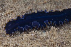 Pseudobiceros hancockanus