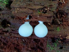 Crepidotus stipitatus