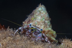 Dardanus sanguinolentus