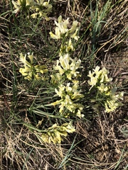 Astragalus pectinatus