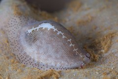Procalpurnus semistriatus
