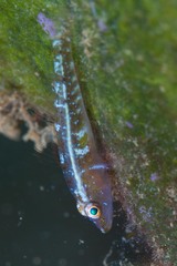 Bryaninops