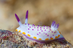 Mexichromis mariei