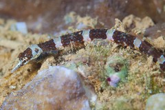 Corythoichthys amplexus