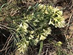 Astragalus pectinatus