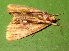 Ercheia niveostrigata