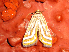 Parapoynx vittalis