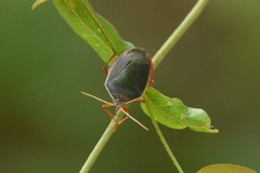 Edessa rufomarginata