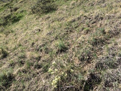 Astragalus pectinatus