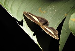 Dasyophthalma creusa