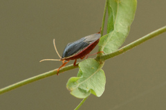 Edessa rufomarginata