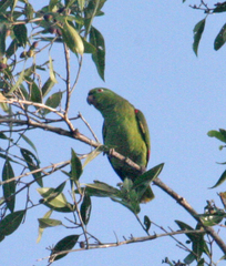 Amazona ochrocephala ochrocephala