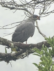 Buteogallus schistaceus