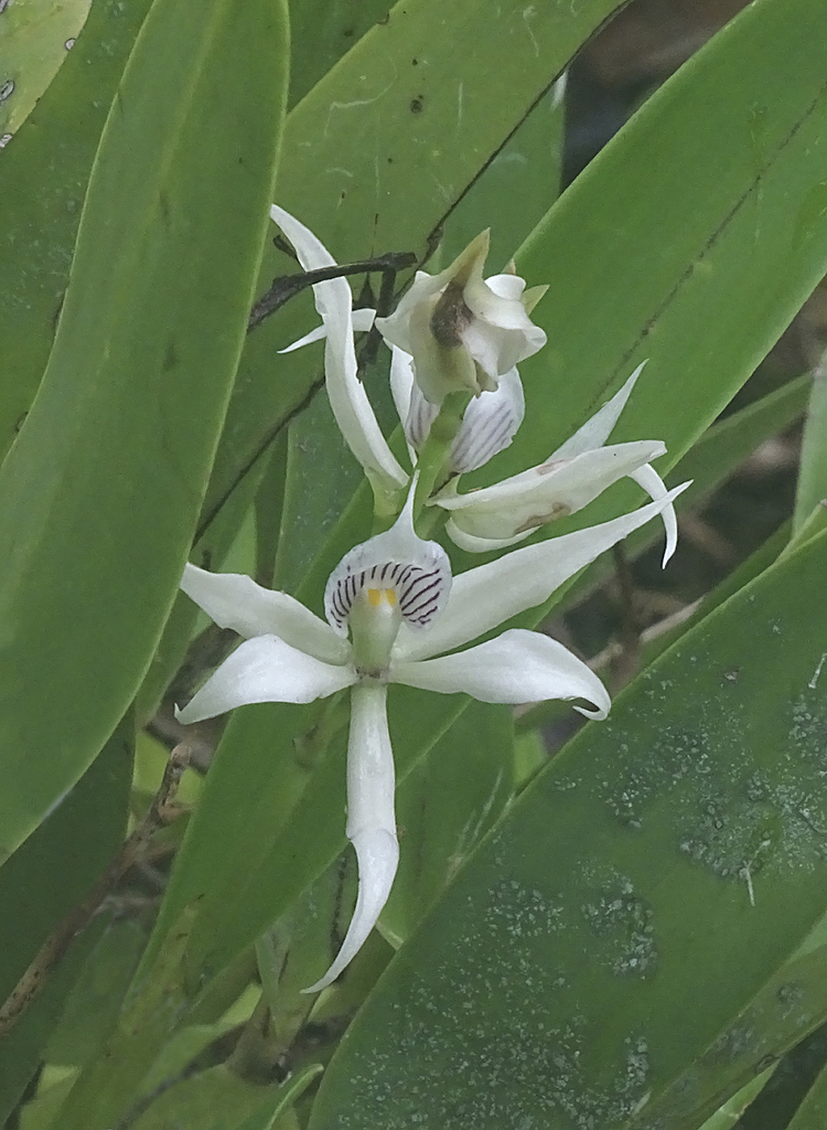 Prosthechea fragrans