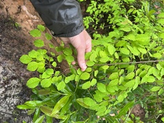 Maprounea