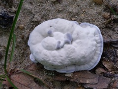 Phellodon niger alboniger